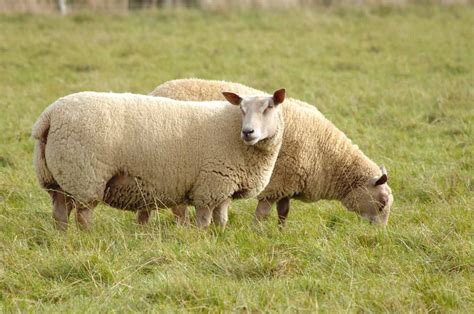 Charollais Is A Breed Of Domestic Sheep Originating In France It Has