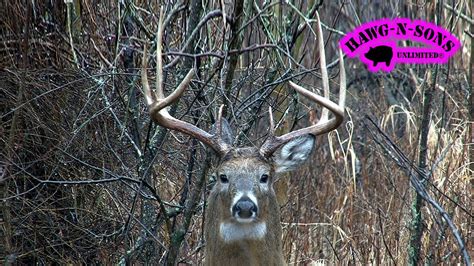 Grunting Whitetail Buck Deer Hawgnsonstv Youtube