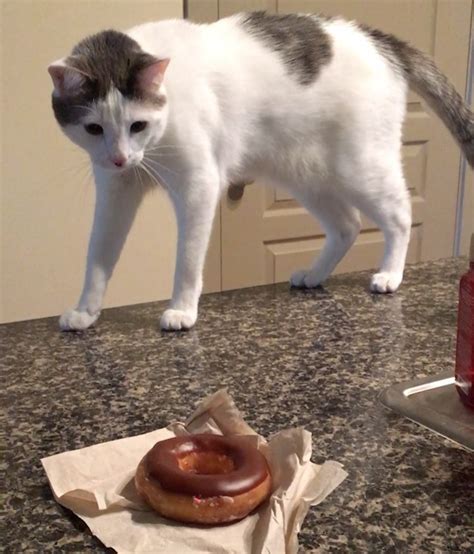A Confused Cat Cautiously Swipes At A Chocolate Covered Donut As If It
