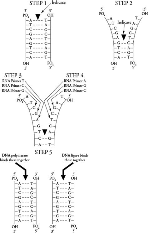 Dna and replication answer key worksheets … перевести эту страницу. 13 Best Images of DNA Replication Worksheet Middle School ...