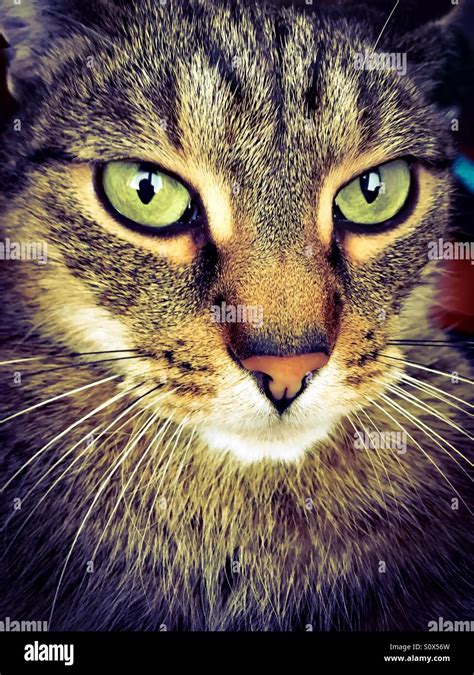 Funny Tabby Cat Looking Stock Photo Alamy
