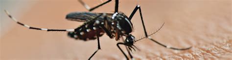 Nessa terceira fase, as ações se. Unimed Londrina - Imunize-se contra a dengue na Clínica de ...