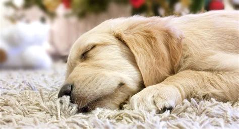 They are great members of the family if you have small children. Baby Golden Retriever - Facts And Fun About Golden Pups