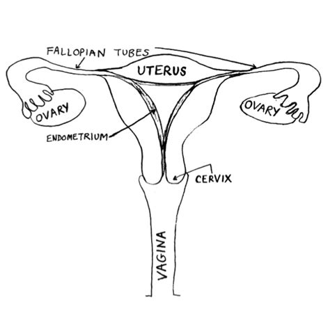 Anatomy Of Internal Organs Female Female Reproductive