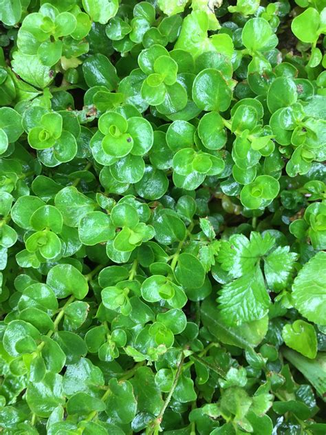 Creeping Jenny Ground Cover Hanging Basket Perennial 20 Etsy