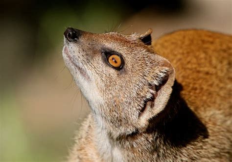 South African Yellow Mongoose Stock Image Image Of Closeup Whiskers
