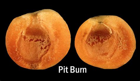 Apricot Postharvest Research And Extension Center