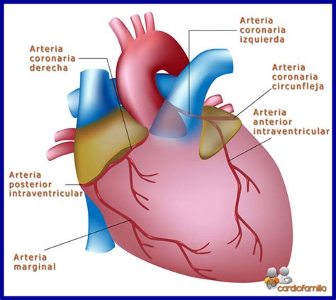 Circulación Coronaria