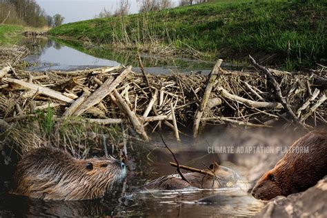 Climate Change And The Beavers Dams Climate Adaptation Platform