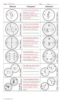 Compare Mitosis And Meiosis Cut And Paste Activity And Worksheet