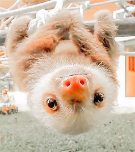 Aesthetic Sloth Cute Wild Animals Cute Little Animals Baby Animals