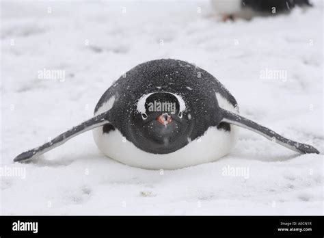 Gentoo Penguin Pygoscelis Papua Single Animal Lying On The Belly In
