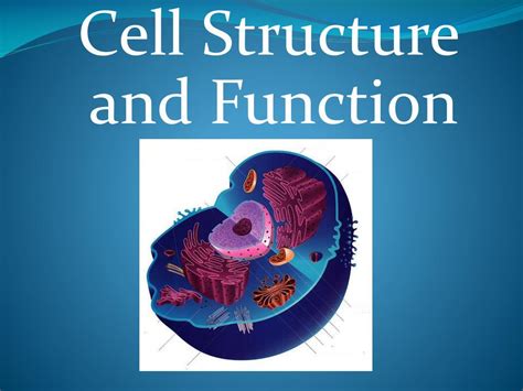 PPT Cell Structure And Function PowerPoint Presentation Free Download ID