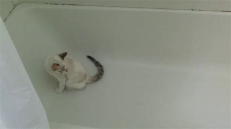 Cat Chasing Tail In Bathtub Youtube