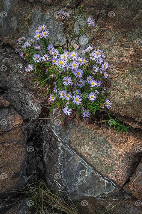 Wildflowers Growing From Rocks Stock Photo Image Of Plant Acadia