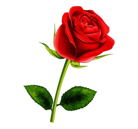 Single Red Rose Clipart 10 Free Cliparts Download Images On