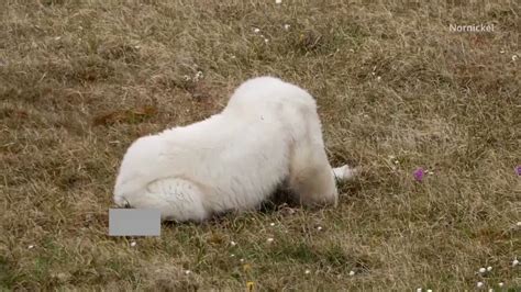 On Twitter Polar Bear Rescued In Russia After Getting Tongue Stuck In