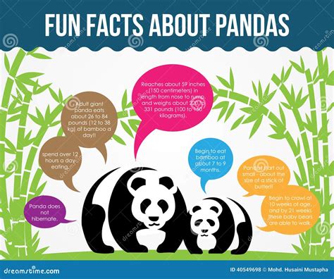 Fun Facts About Pandas Flat Infographic Vector Stock Vector