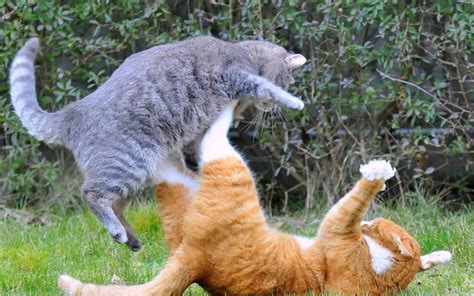 How To Stop My Cat From Bullying My Other Cat Only 8 Steps You Should Learn