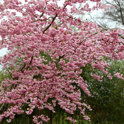 Buy Flowering Cherry Blossom Tree Prunus Accolade Delivery By