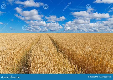 Wheat Field Cloudy Blue Sky Background Stock Image