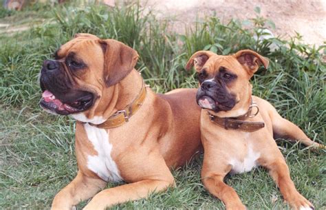 Filetwo Boxer Dogs 2004 Wikimedia Commons