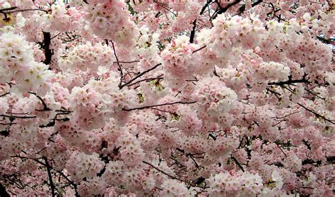 Cherry Blossom Cloud Photograph By Life Makes Art Fine Art America