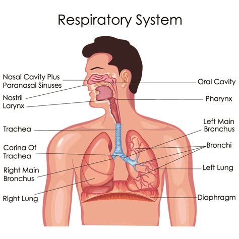 Anatomie De L Appareil Respiratoire Appareil Respiratoire Okgo Net