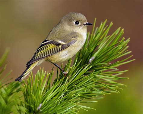 Ruby Crowned Kinglet Bird Photo Bird Species Bird Watching