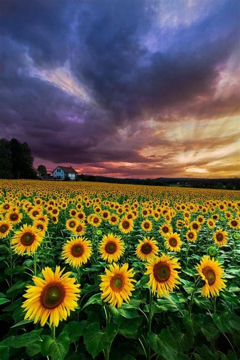 Stormy Sunrise Beautiful Landscape Wallpaper Sunflower Wallpaper