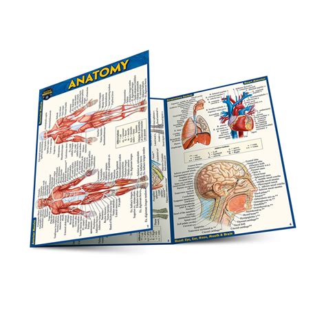 Quickstudy Anatomy Laminated Pocket Guide 9781423242666