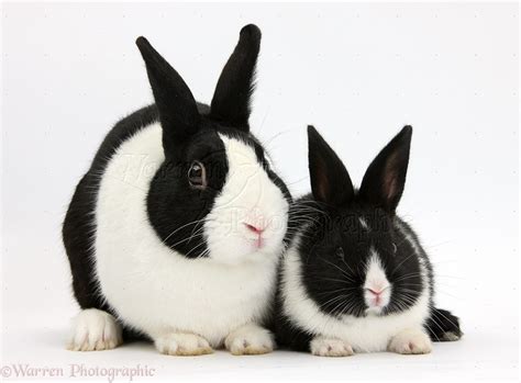 Dutch Rabbit And Black And White Baby Bunny Photo Wp36242