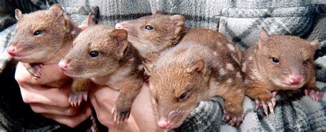 Baby Tiger Quolls Quoll Australian Native Animals Animals