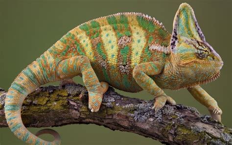 11 Types Of Chameleons That Make The Best Pets Reptiles Amphibians
