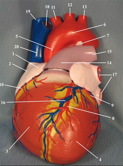 Jumbo Heart Model Anterior View Diagram Quizlet