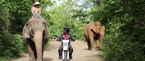 5-day,-the-grey-elephant,-motorbike-laos-motolao