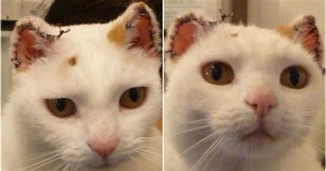 These Cats Had To Have Parts Of Their Ears Removed Because Of Sun