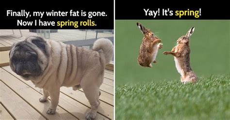 25 Funny Memes To Welcome Spring Bouncy Mustard