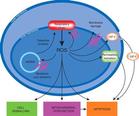 overview of mitochondrial ros production ros production within download scientific diagram
