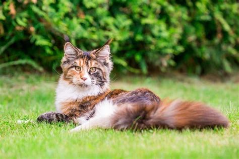 9 Fascinating Facts About Calico Cats You Probably Didnt Know With