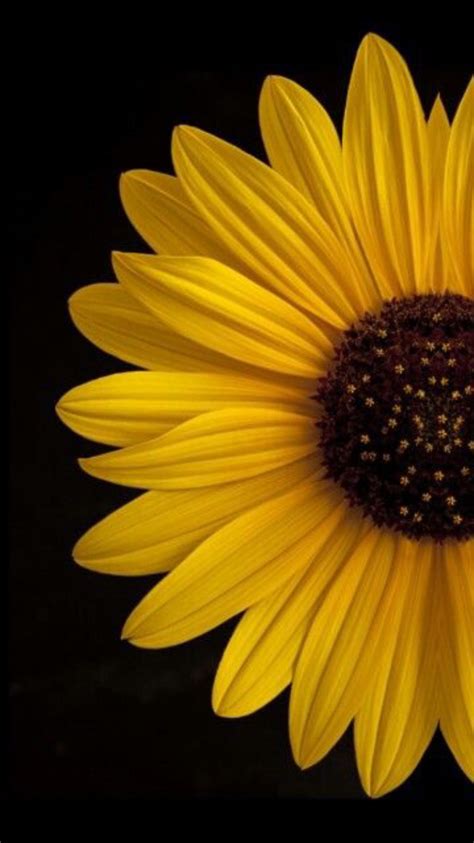Pin De Sylvia En Sunflowers Fotografía De Girasol Girasoles Fondos