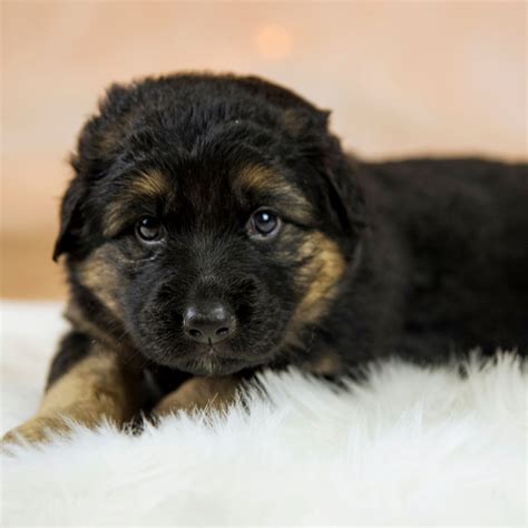 1 German Shepherd Puppies For Sale In Houston Uptown