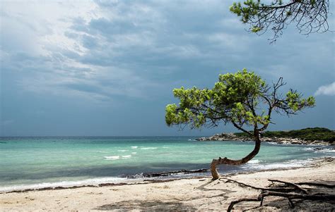 Lonely Pine Tree On The Beautiful Sandy Beach Photograph By Michalakis