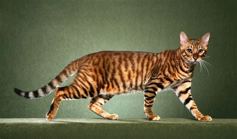 Everything You Want To Know About Toyger Cats Including Grooming