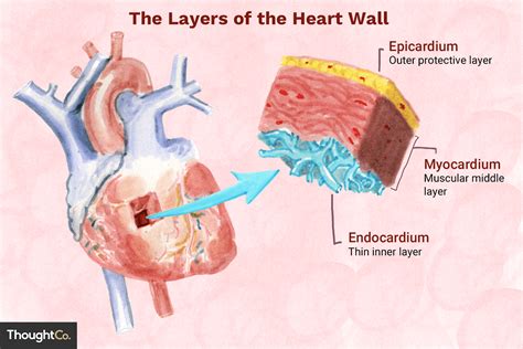 Muscular Layer Of The Heart Wall