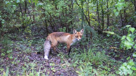 Meet The Fox In The Forest Along Xinjiangs Kanas Lake Cgtn