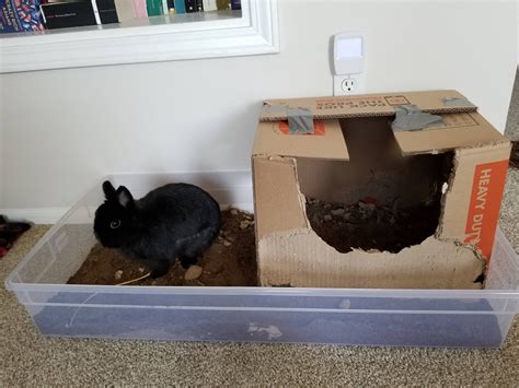 Apartment Bunny Dig Box 20 Rabbits
