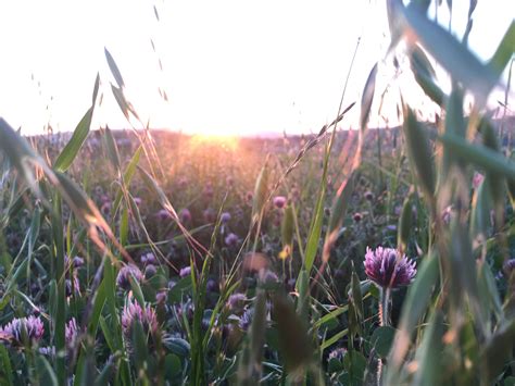 Grass Purple Flowers Sunset Photography Sun Rays Hill By Chloehickss