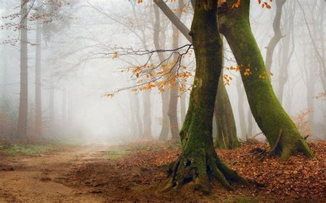 Mist Nature Landscape Morning Trees Path Forest