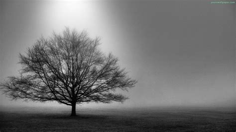 Black And White Images Of Trees 26 Free Wallpaper